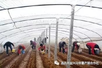 土豆种植技术全过程_土豆种植技术和管理_种植土豆技术