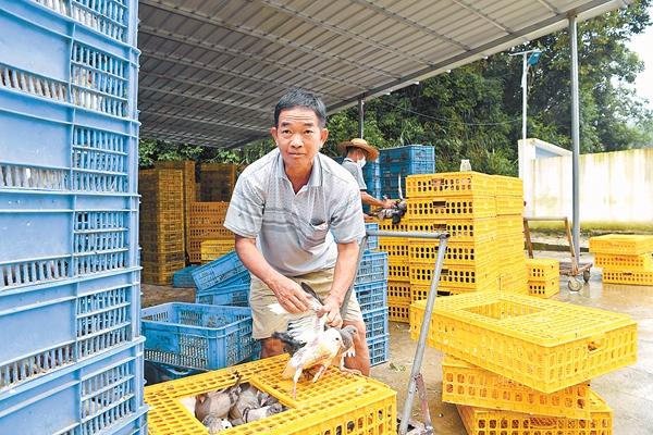 蛋鸽子养殖利润_蛋鸽养殖致富_养鸽致富经