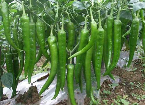 辣椒种植效益怎么样_韩国辣椒种植技术_辣椒种植韩国技术视频