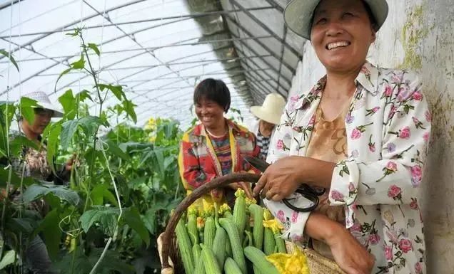 丝瓜种植方法，学会了高产多收又轻松！