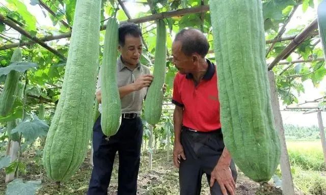 种植白玉丝瓜致富路线图_白玉丝瓜如何种植_白玉丝瓜种植技术