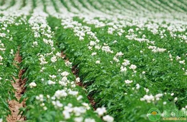 种植土豆技术_麦肯土豆种植技术_土豆种植技术与管理方法