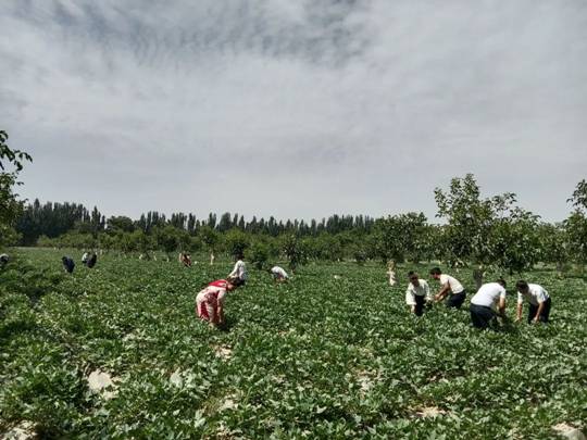 叶城县：红薯种植助增收 拓宽村民致富路