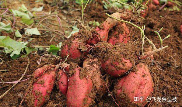 农广天地红薯种植技术视频_红薯种植技术视频播放_致富经红薯种植视频