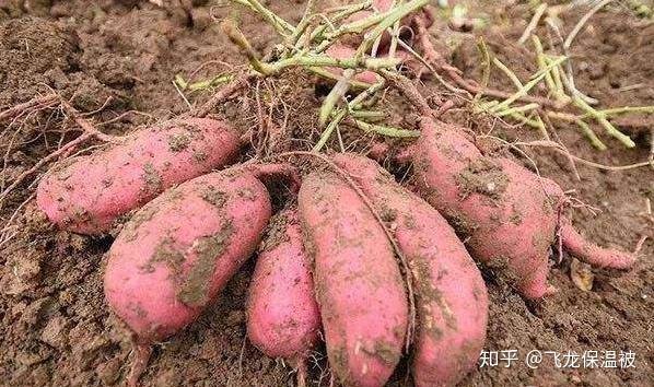 致富经红薯种植视频_红薯种植技术视频播放_农广天地红薯种植技术视频