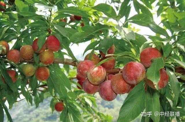 致富经树莓种植视频_致富经 树莓种植视频_视频致富种植树莓视频下载