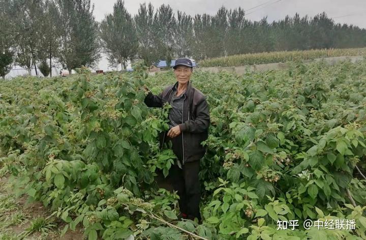 致富经树莓种植视频_致富经 树莓种植视频_视频致富种植树莓视频下载