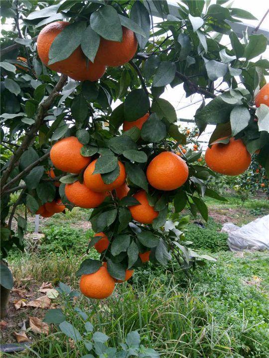 图解橘子种植大全技术与管理_橘子种植技术大全图解_图解橘子种植大全技术视频