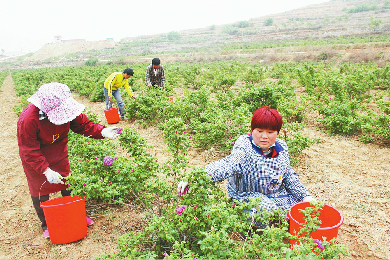 解析“中国玫瑰之乡”玫瑰产业做大做强之路