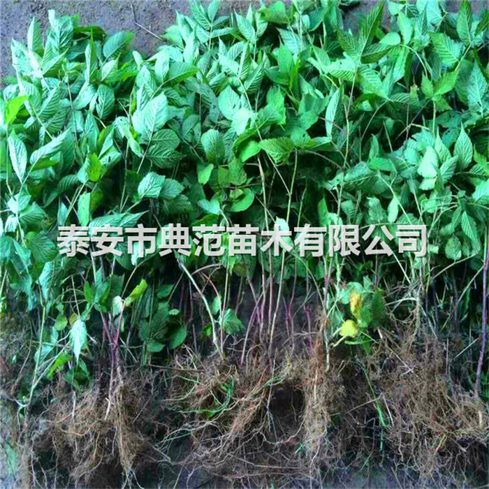 树莓苗种植技术、树莓树苗基地