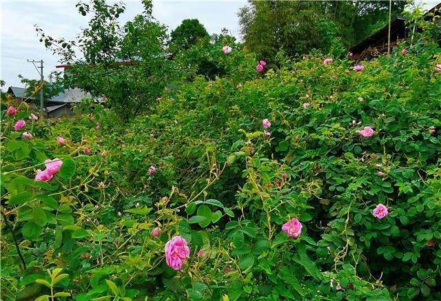 玫瑰花变“致富花” 助推乡村振兴发展