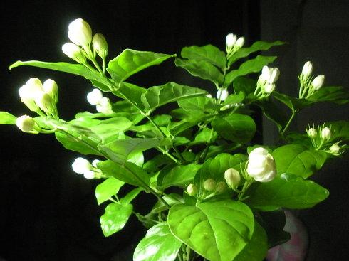 茉莉花种植技巧_茉莉种植花技术要点_茉莉花的种植技术