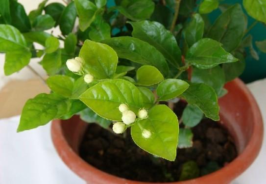 茉莉花种植技巧_茉莉花的种植技术_茉莉种植花技术要点
