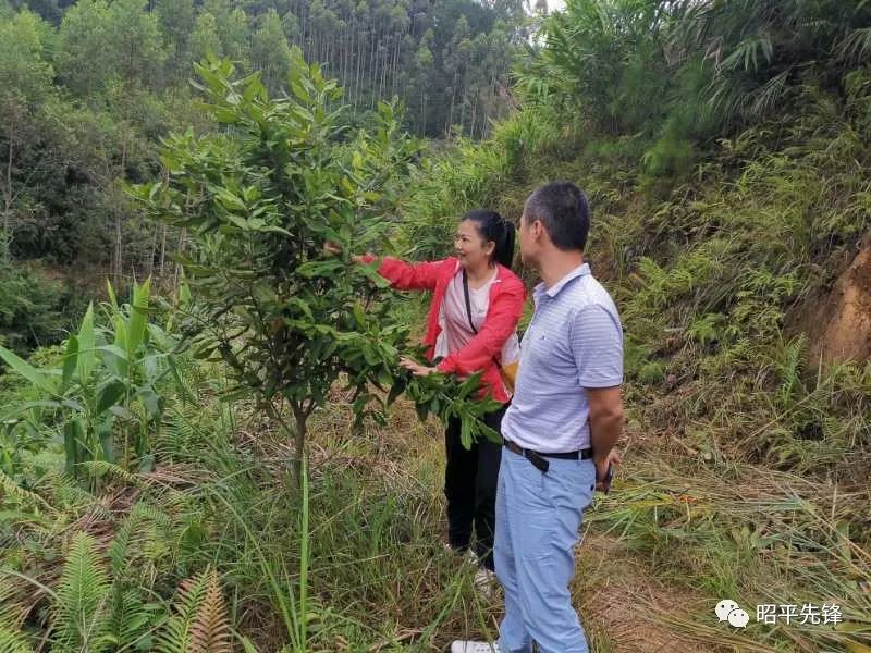 坚果种植技术_种植坚果增收致富_坚果种植前景如何