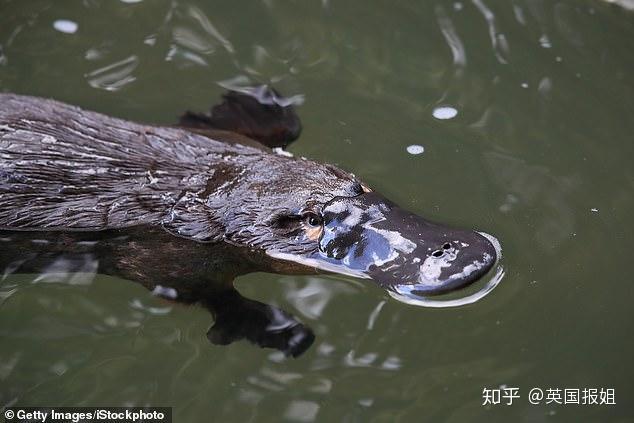 致富经澳洲小龙虾_致富经澳洲龙虾_澳洲淡水龙虾致富经