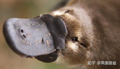 致富经澳洲龙虾_致富经澳洲小龙虾_澳洲淡水龙虾致富经