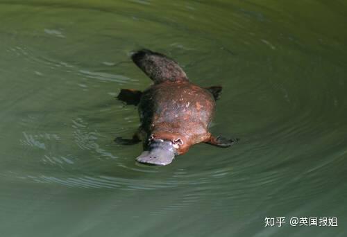 致富经澳洲龙虾_澳洲淡水龙虾致富经_致富经澳洲小龙虾