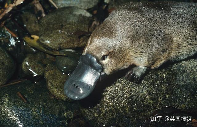 致富经澳洲小龙虾_致富经澳洲龙虾_澳洲淡水龙虾致富经