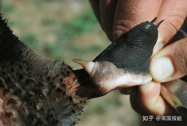 澳洲淡水龙虾致富经_致富经澳洲小龙虾_致富经澳洲龙虾