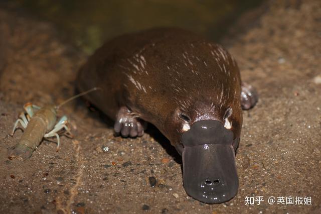 致富经澳洲小龙虾_致富经澳洲龙虾_澳洲淡水龙虾致富经