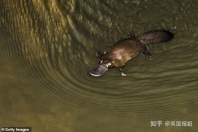 致富经澳洲龙虾_致富经澳洲小龙虾_澳洲淡水龙虾致富经