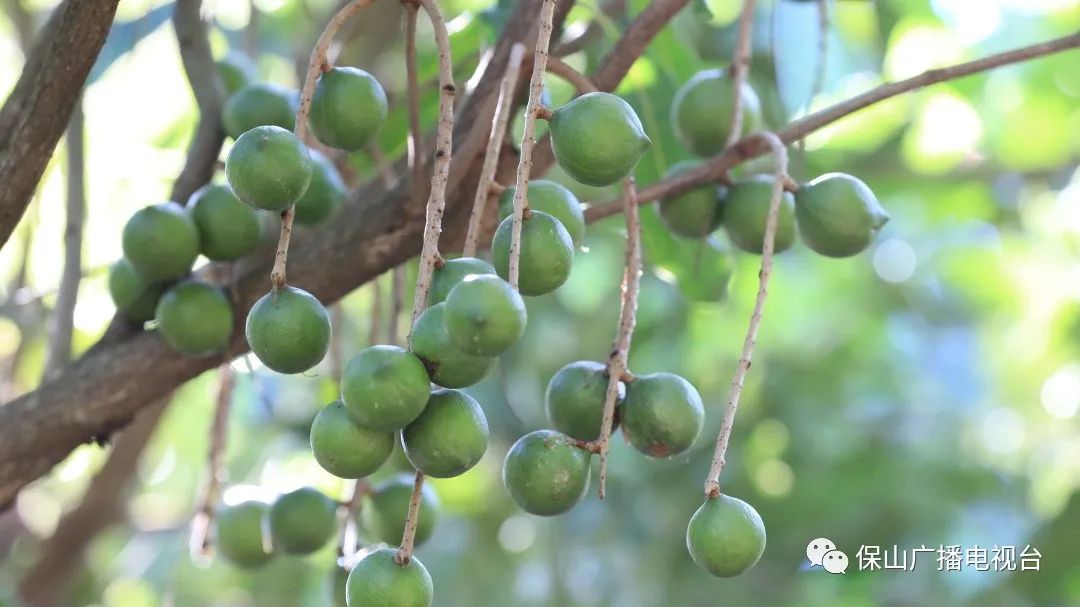 坚果种植收益_种植坚果增收致富_坚果种植是一场骗局吗