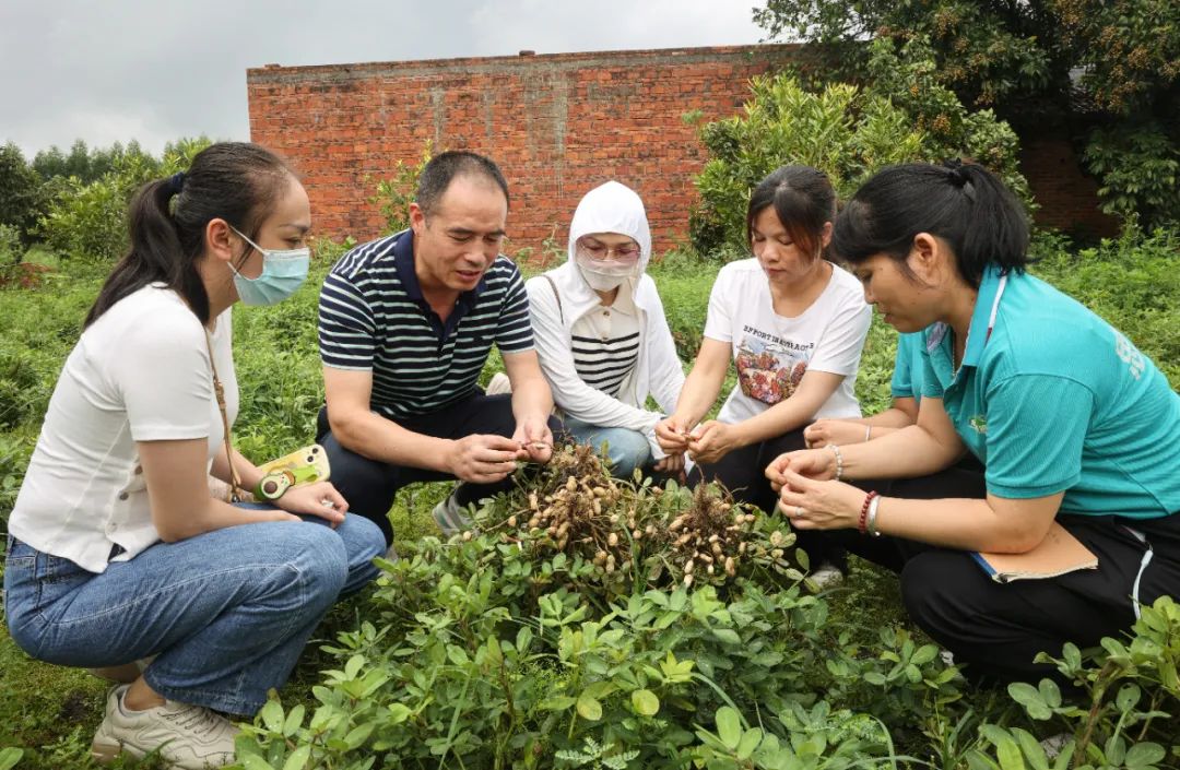 坚果种植效益_坚果种植前景如何_种植坚果增收致富