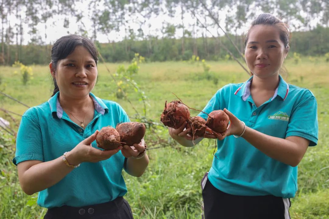 坚果种植前景如何_坚果种植效益_种植坚果增收致富