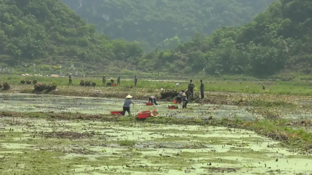 莲藕浅水栽培技术要点_致富莲藕浅水还是深水_致富经 浅水莲藕