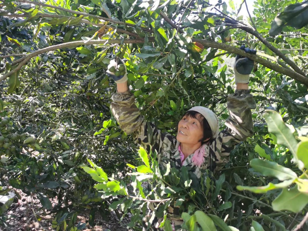 坚果种植前景如何_种植坚果有补贴吗_种植坚果增收致富