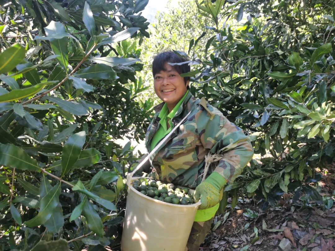 坚果种植前景如何_种植坚果增收致富_种植坚果有补贴吗