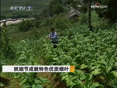 农村致富新项目种植_烟叶种植致富村_农村种植致富