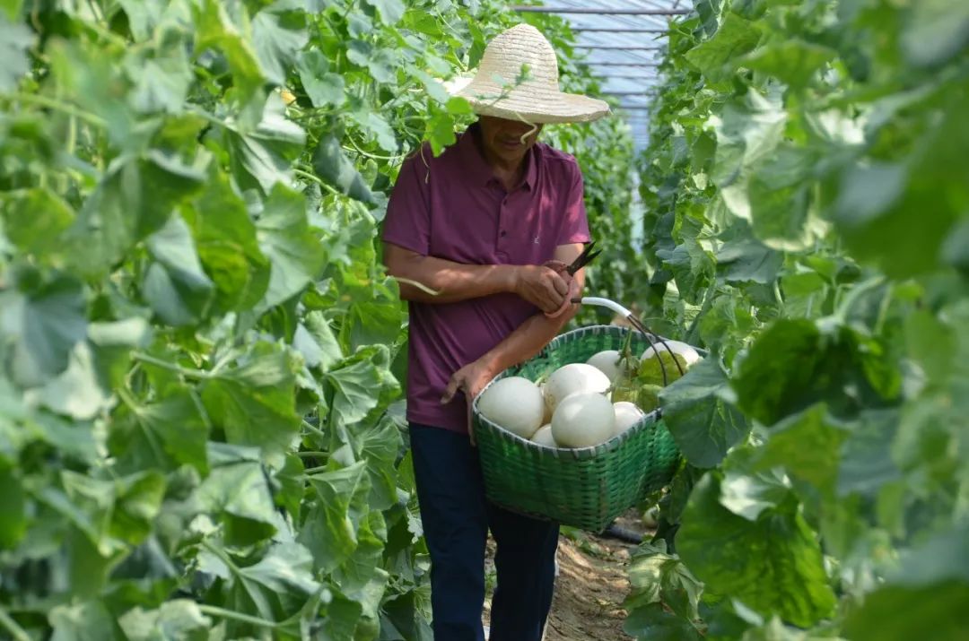 南瓜藤产量_南瓜藤价格_南瓜藤种植致富三农