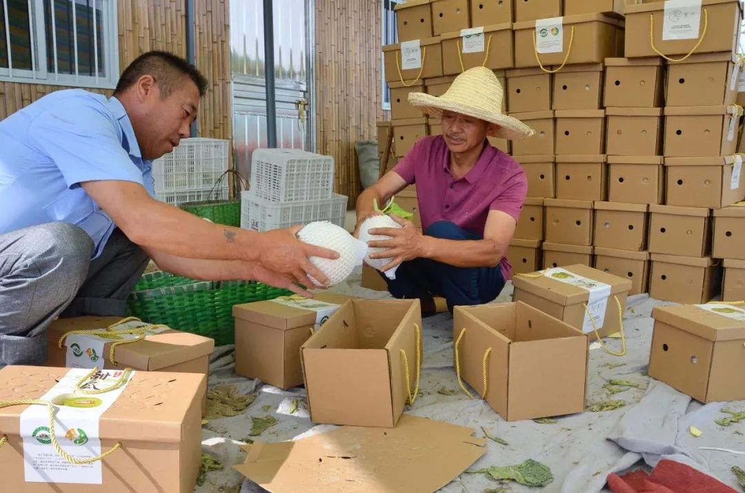 南瓜藤价格_南瓜藤种植致富三农_南瓜藤产量