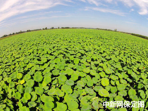 莲藕浅水栽培技术要点_浅水莲藕养殖技术视频_致富经 浅水莲藕