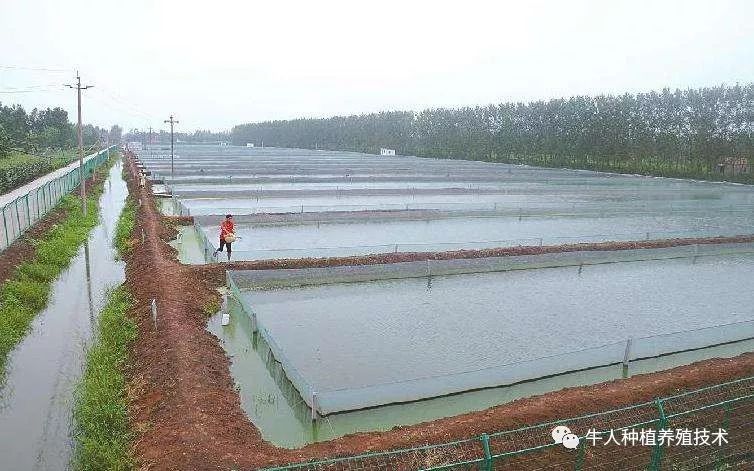 养殖泥鳅视频全过程_泥鳅养殖技术的大全_养殖泥鳅大全技术视频教程