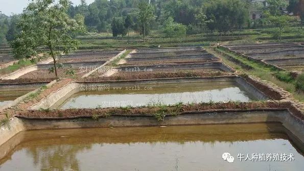 泥鳅养殖技术的大全_养殖泥鳅视频全过程_养殖泥鳅大全技术视频教程