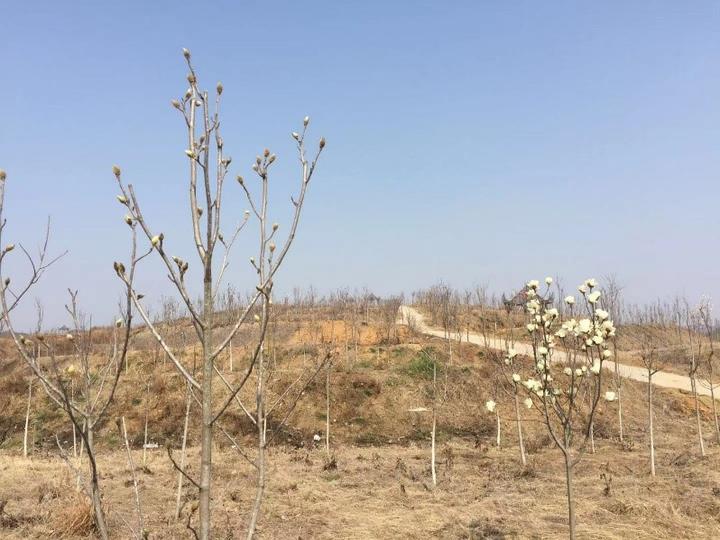 玉苗南召种植基地：造林绿化正当时 不负青山不负春