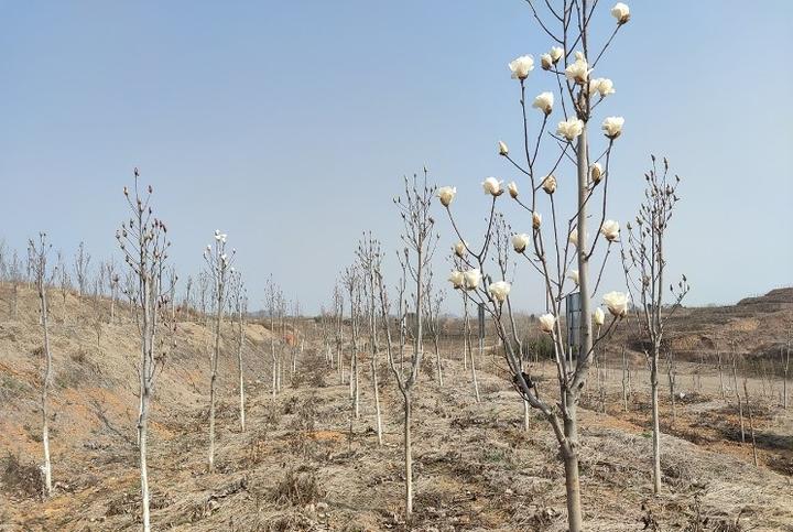 致富种植视频全集_视频致富绿化苗木cctv7_cctv7致富经视频苗木绿化