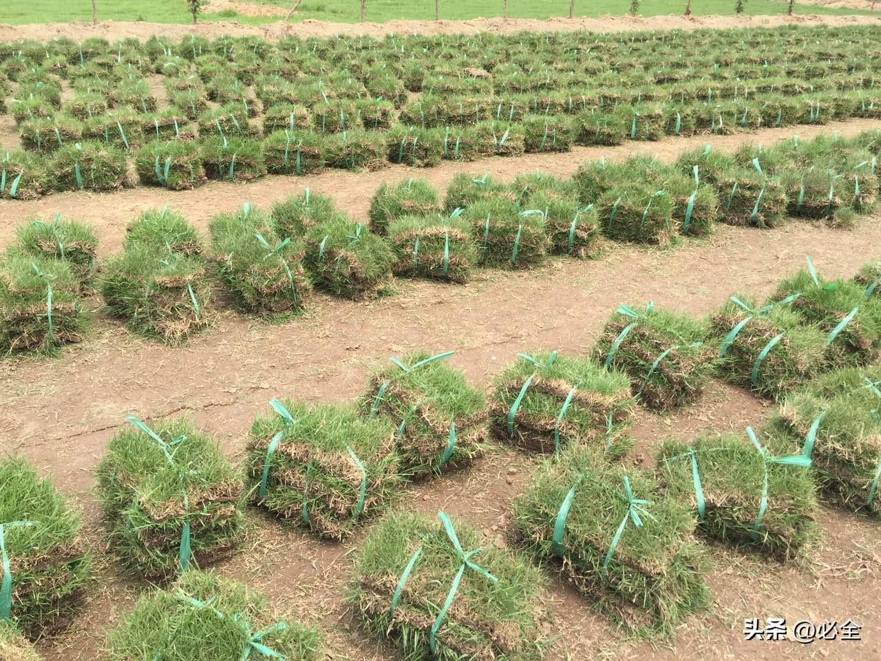 草坪种植技术视频_草坪种植流程_草坪草种植技术