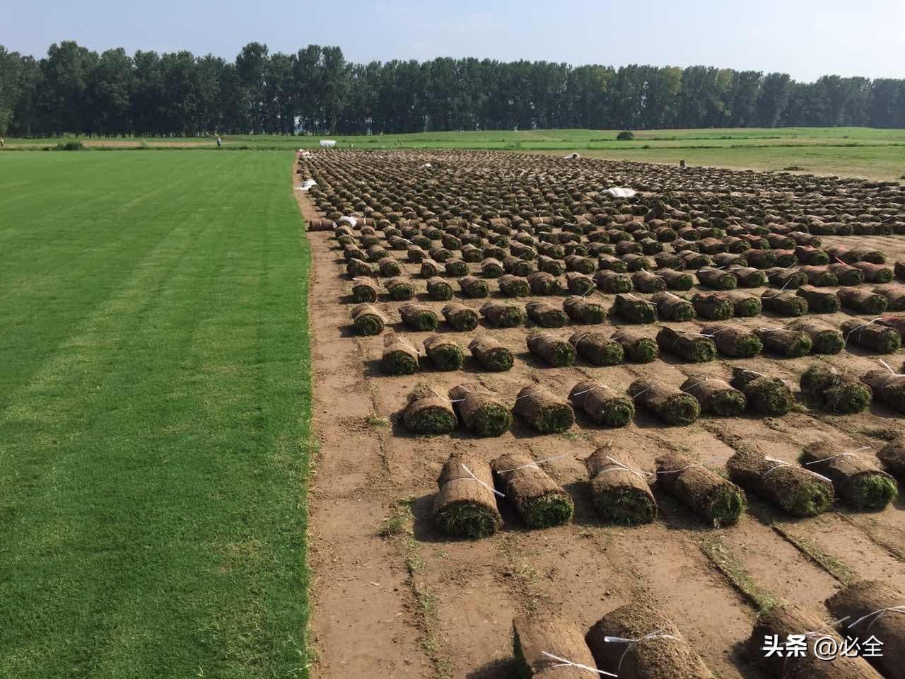 草坪草种植技术_草坪种植技术视频_草坪种植流程