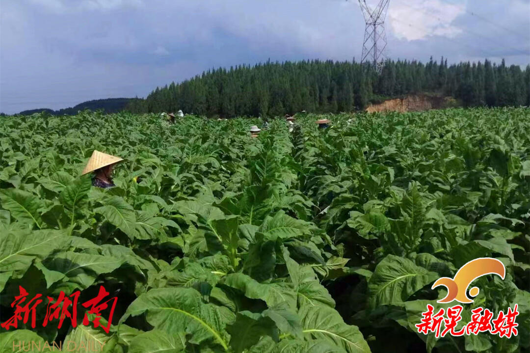 农村种植致富_农村致富新项目种植_烟叶种植致富村