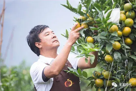 干热河谷结出沃柑金蛋蛋 曹橘即将行销全国