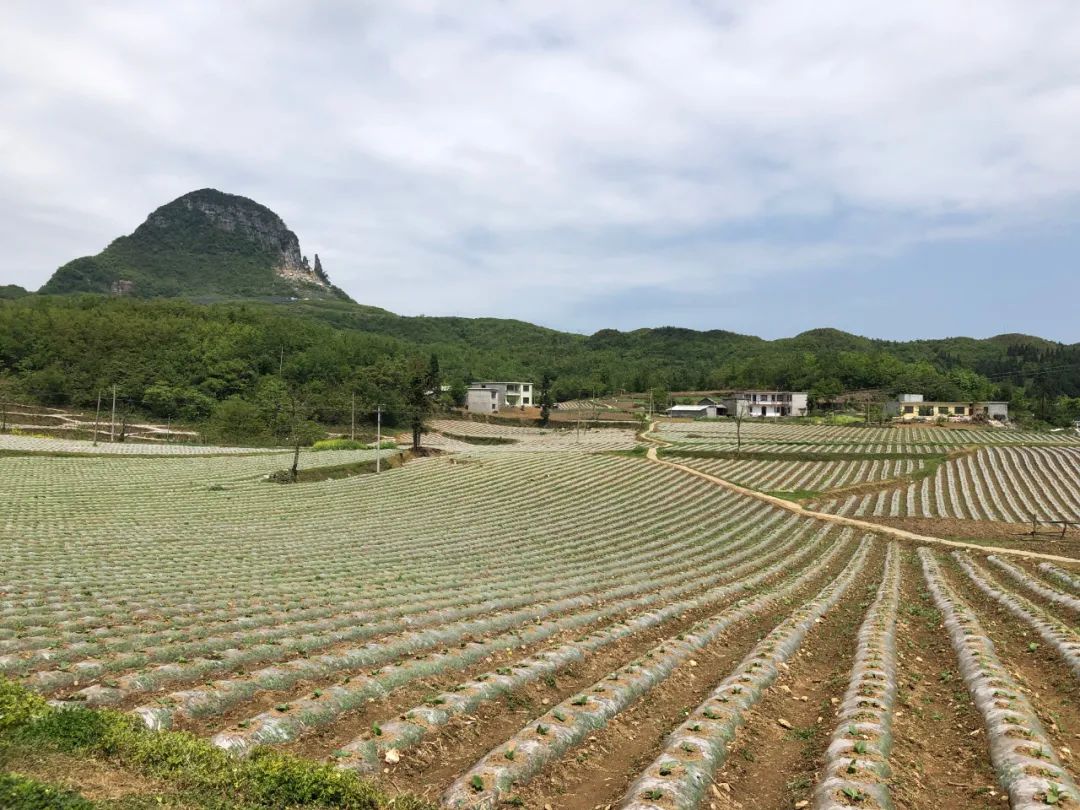 烟叶种植致富村_农村种植致富_致富经农村种植