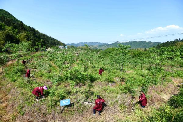 湖北通城：药材种植成农民致富“良方”