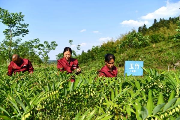 南瓜藤种植产量多少_南瓜藤种植致富三农_南瓜藤价格