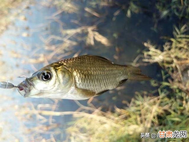 红金草鱼缸养殖方法？