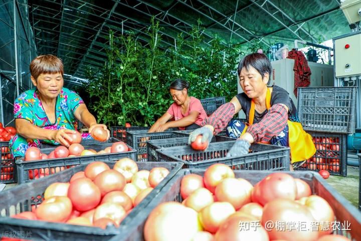 胡蜂大棚高产养殖技术_大棚圈养胡蜂_大棚胡蜂养殖技术