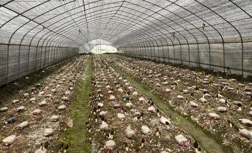 致富种植视频全集_新余种植致富_农民致富种植项目