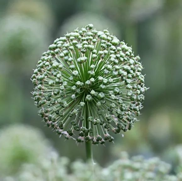 韭菜种法视频_红韭菜怎么种植技术视频_韭菜种植视频教程